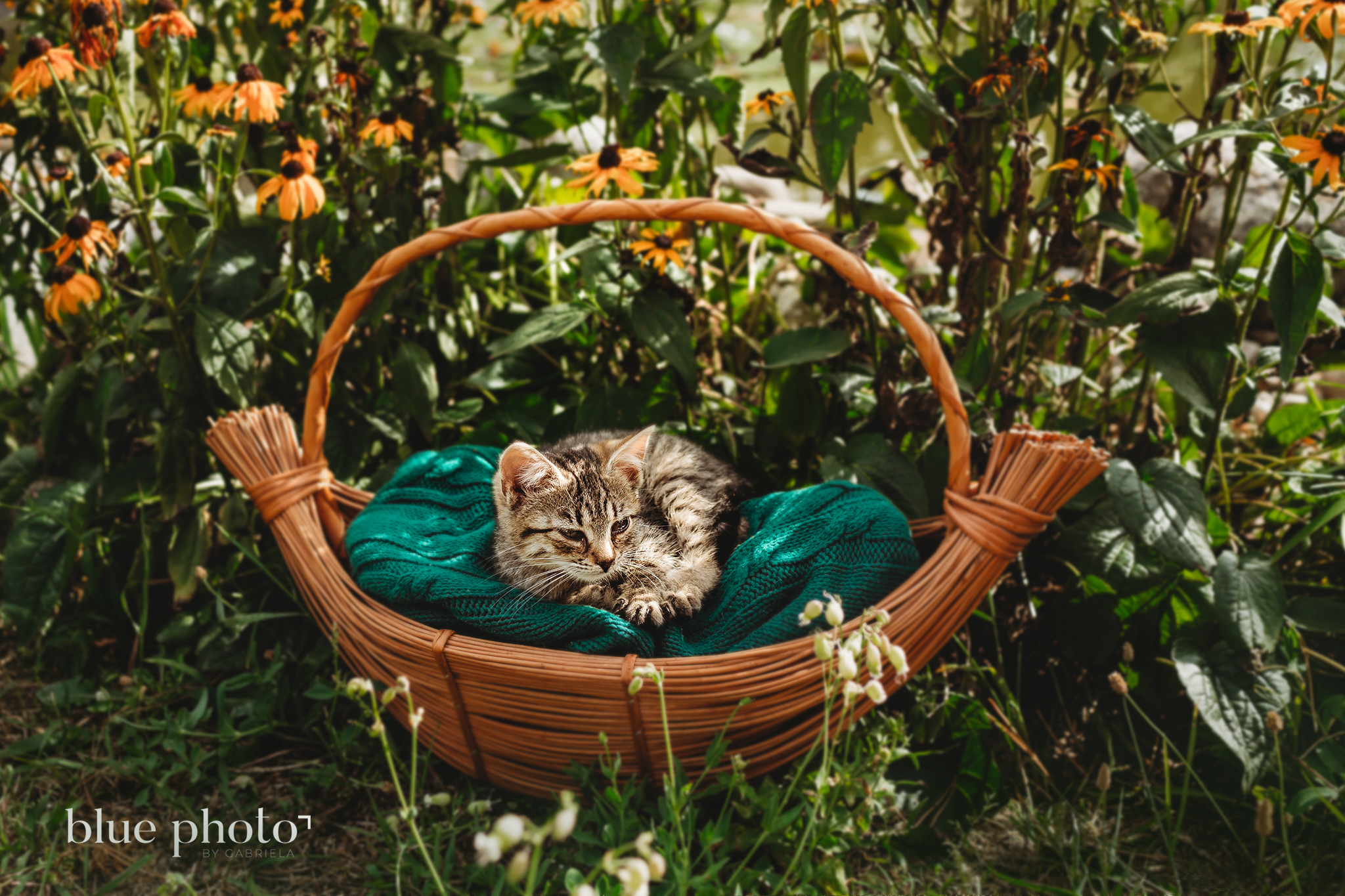 Little Kitten in the basket - West London based family and pet photography, outdoor session 