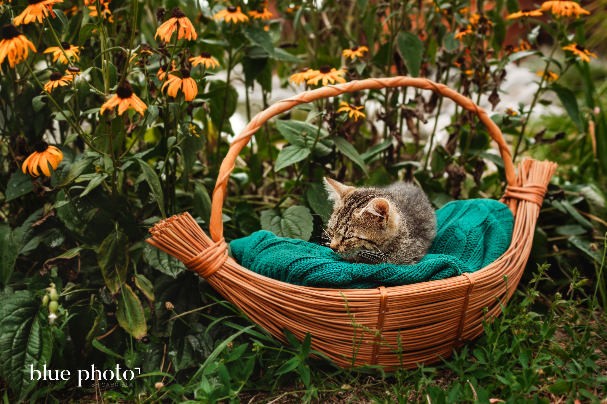 Little Kitten in the basket - West London based family and pet photography, outdoor session 
